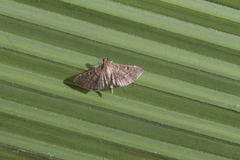 Cryptobotys zoilusalis