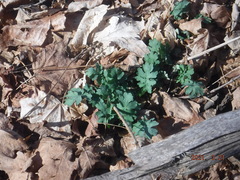 Stylophorum diphyllum