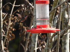 Archilochus colubris