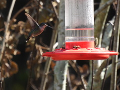 Archilochus colubris