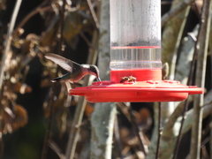 Archilochus colubris