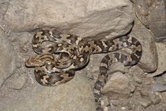 Trimorphodon quadruplex