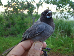 Schistochlamys melanopis