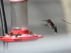 Archilochus alexandri