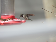 Archilochus alexandri