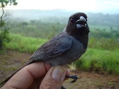 Schistochlamys melanopis