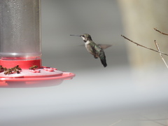 Archilochus alexandri