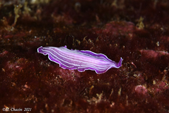 Prostheceraeus roseus