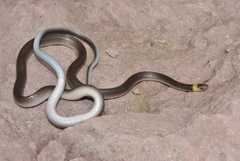 Enulius flavitorques