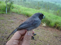 Schistochlamys melanopis
