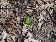 Primula meadia