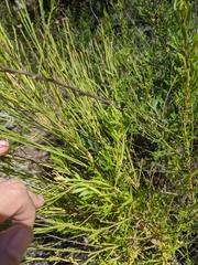 Baccharis sarothroides × pilularis