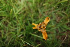 Cypella fucata