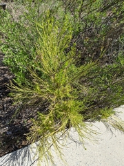 Baccharis sarothroides × pilularis