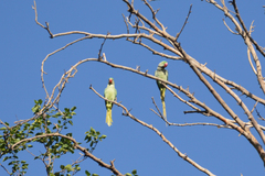 Psittacula eupatria