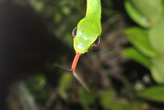 Drymobius chloroticus
