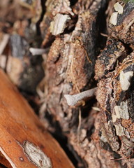 Banksiamyces macrocarpus