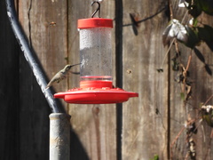 Archilochus alexandri