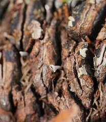 Banksiamyces macrocarpus