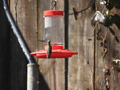 Archilochus alexandri