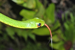 Drymobius chloroticus