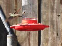 Archilochus alexandri