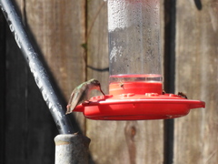 Archilochus alexandri