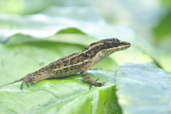 Anolis ocelloscapularis