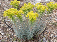 Myrsiniteae