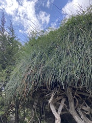 Ephedra foeminea