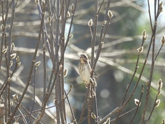 Haemorhous purpureus