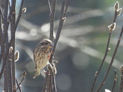 Haemorhous purpureus