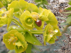 Myrsiniteae