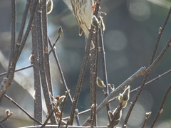 Haemorhous purpureus