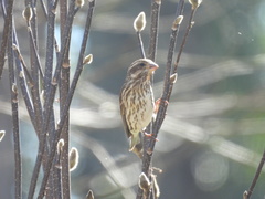 Haemorhous purpureus