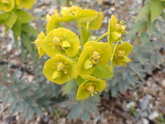 Myrsiniteae
