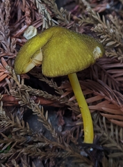 Pluteus vellingae