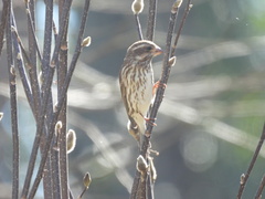 Haemorhous purpureus