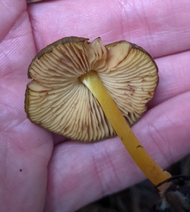 Pluteus vellingae