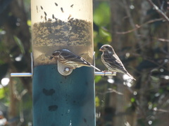 Haemorhous purpureus