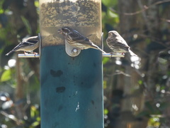 Haemorhous purpureus