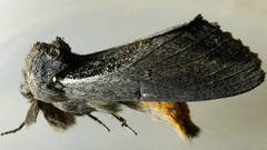 Hylaeora