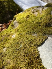 Pterigynandrum filiforme