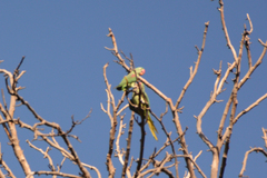 Psittacula eupatria