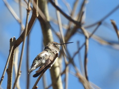 Archilochus alexandri