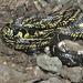 Chicken Snake - Photo (c) Josue Ramos Galdamez, some rights reserved (CC BY-NC), uploaded by Josue Ramos Galdamez