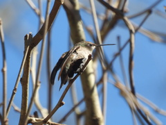 Archilochus alexandri