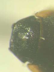 Melinopterus sphacelatus