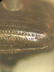 Melinopterus sphacelatus