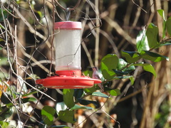 Archilochus alexandri